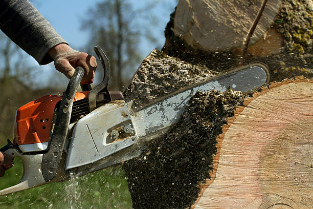 Tree Removal for Businesses